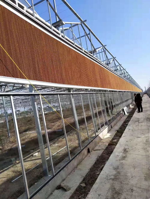 晋州蔬菜大棚管价格与厂家选择指南 大棚薄膜选购要点